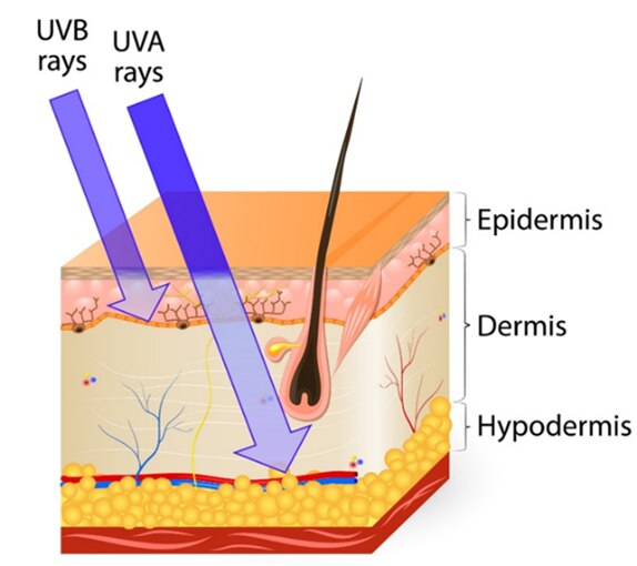 Scientific diagram illustrating how UVA and UVB rays penetrate the skin 